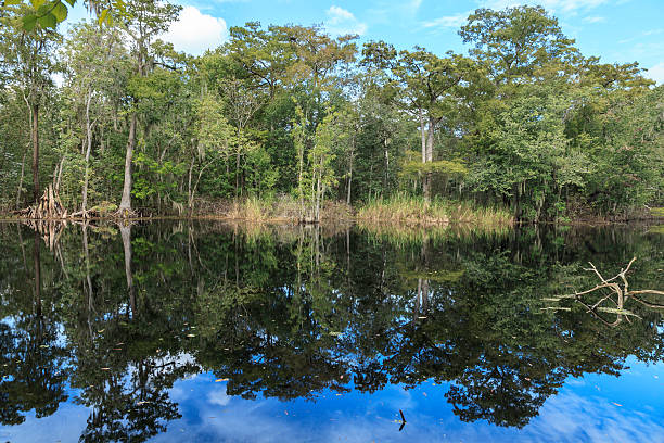 istock View of Reedy Creek Swamp 174994716