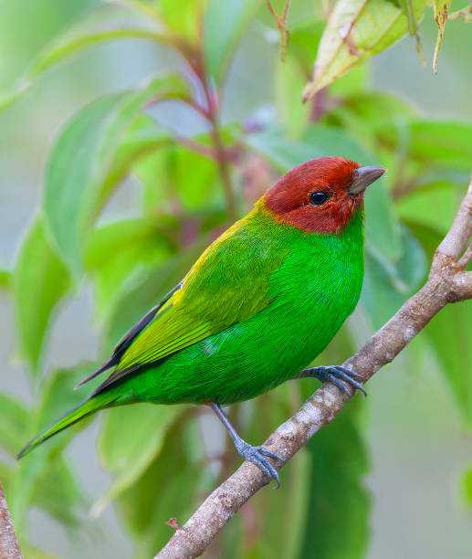 istock Bay-headed tanager, Tangara gyrola 1749947459
