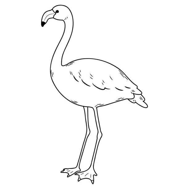 Vector illustration of Simple and adorable Flamingo illustration with only outlines