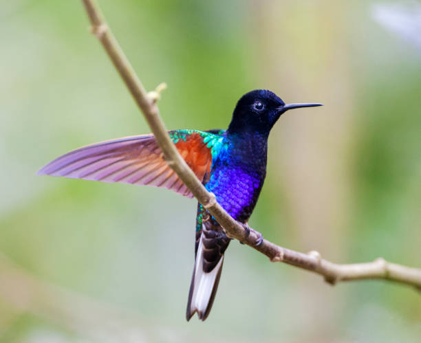 istock Velvet-purple Coronet, Boissonneaua jardini 1749949120