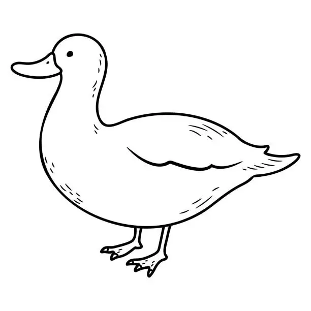 Vector illustration of Simple and adorable White Duck illustration with only outlines