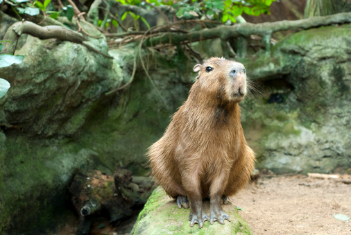 Capybara is sitting on the shore.