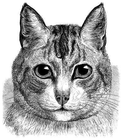 Etching of a cat...This is a high-resolution scan from a book published by Dana Estes & Company in 1899. COPYRIGHT INFORMATION