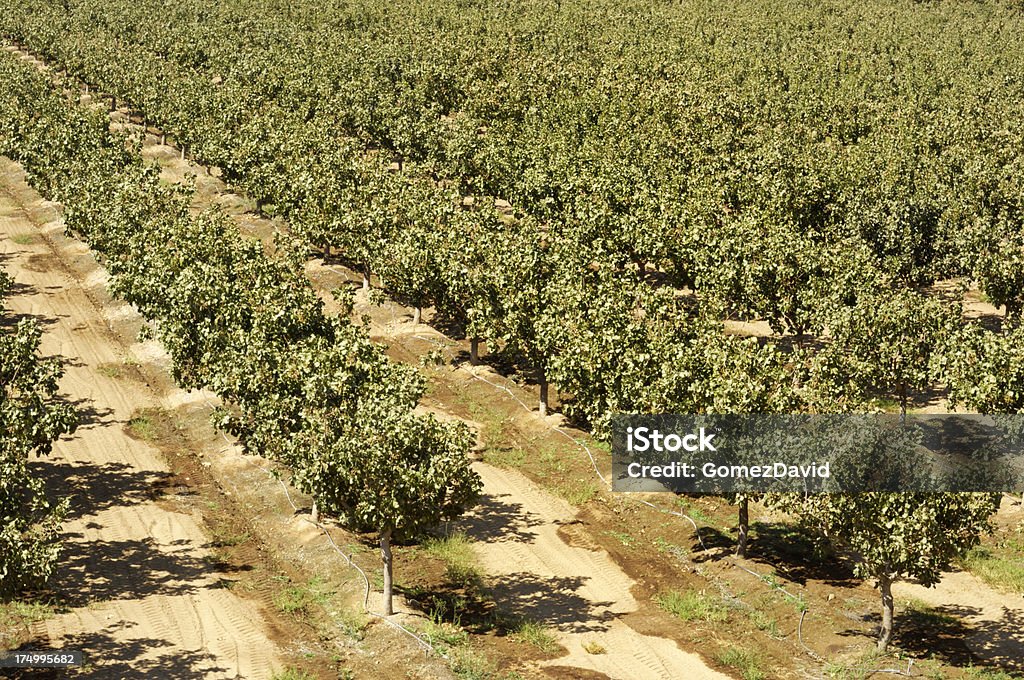 Orchard von Pistazie Mutter Bäumen - Lizenzfrei Agrarbetrieb Stock-Foto