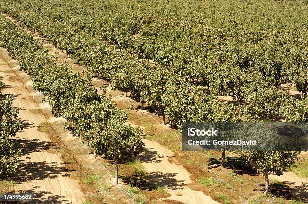 Orchard Von Pistazie Mutter Bäumen Stockfoto und mehr Bilder von Agrarbetrieb - Agrarbetrieb, Ast - Pflanzenbestandteil, Baum