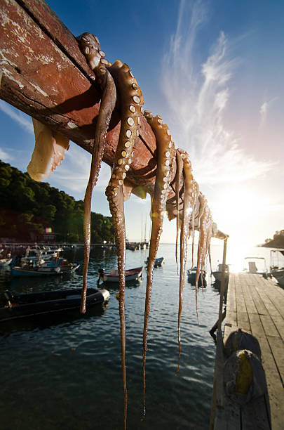 Bunch of octopus on a woodbine
