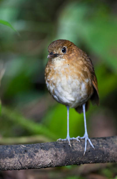 istock Caldasmierpitta, Brown-banded Antpitta, Grallaria milleri 1749959585