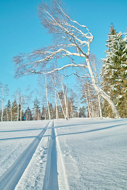 ユキコ冬の風景、クロスカントリートラックにブラックの森 - cross country skiing black forest germany winter ストックフォトと画像