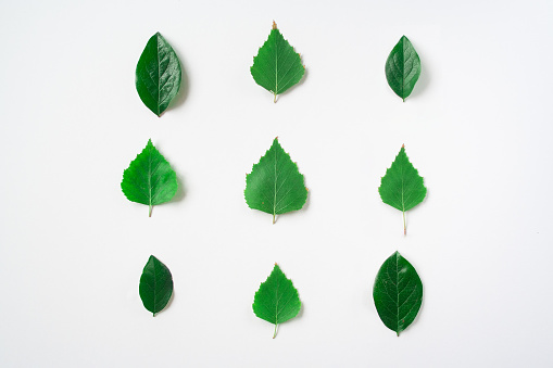 green leaves in square shape banner top view isolated on white background. green leaf composition. flat lay