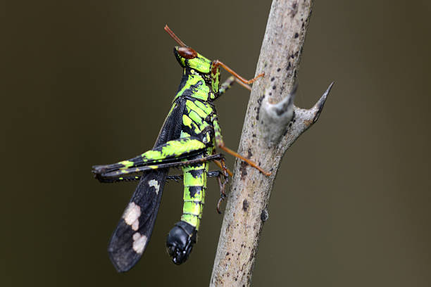 istock Grasshopper on wood close-up 174996310