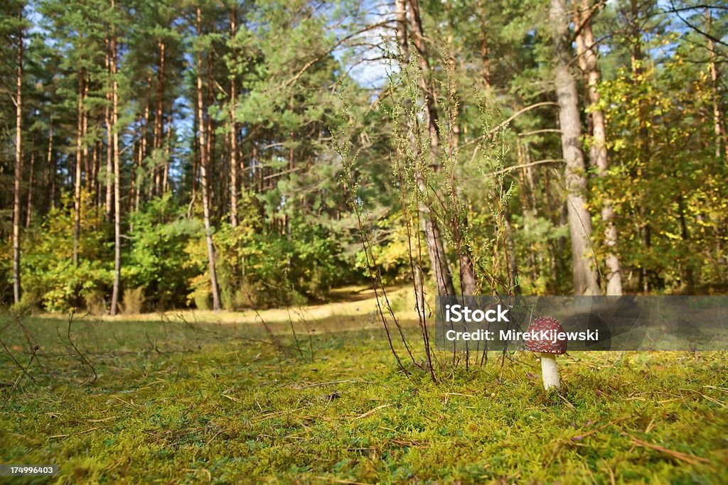 Fly agaric (Amanita muscaria) auf einer Lichtung im Wald - Lizenzfrei Baum Stock-Foto