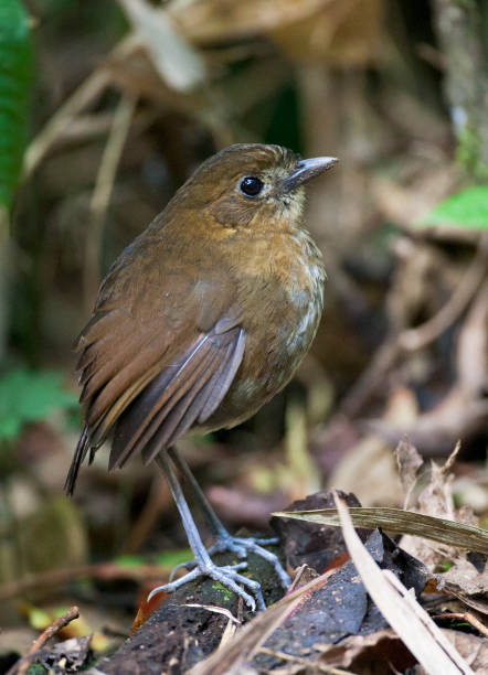 istock Caldasmierpitta, Brown-banded Antpitta, Grallaria milleri 1749965664