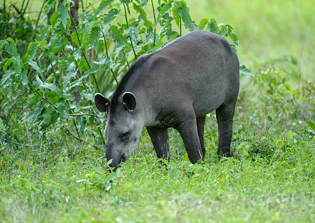 tapiro - tapiro foto e immagini stock