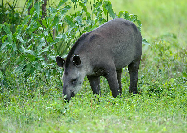 Tapir "Brazilian Tapir (Tapirus terrestris) AKA South American Tapir, The Pantanal, Mato Grosso, Brazil" tapir stock pictures, royalty-free photos & images