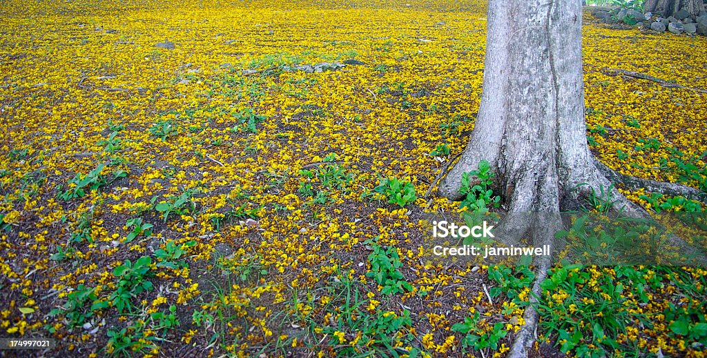 Autunno stagione Tronco d'albero e fiori gialli - Foto stock royalty-free di Albero