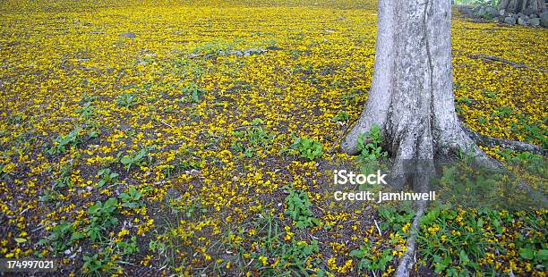 Autunno Stagione Tronco Dalbero E Fiori Gialli - Fotografie stock e altre immagini di Albero - Albero, Albero deciduo, Ambientazione esterna