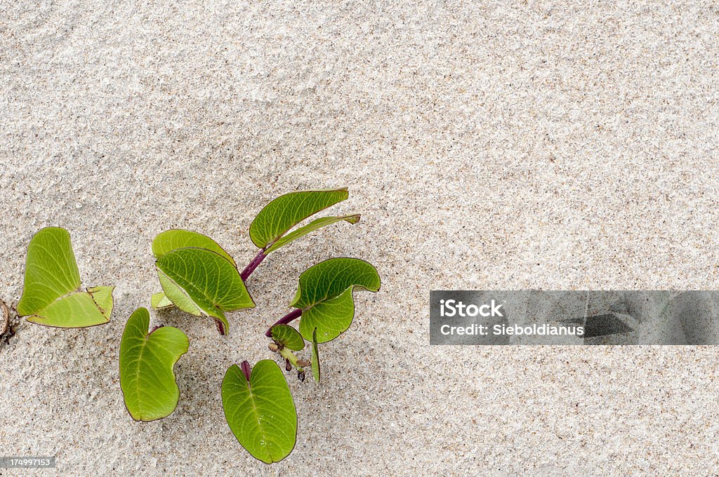 Beach background with green plant. Beach background with green plant.Related: Backgrounds Stock Photo