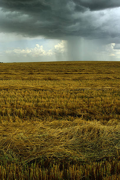 prairie chuva - manitoba prairie landscape canada - fotografias e filmes do acervo