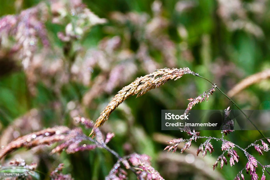 Wild hierba después de la lluvia con gotas de agua - Foto de stock de Aire libre libre de derechos