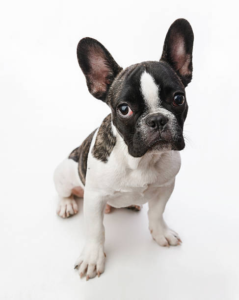 cachorro de perro - french bulldog fotografías e imágenes de stock