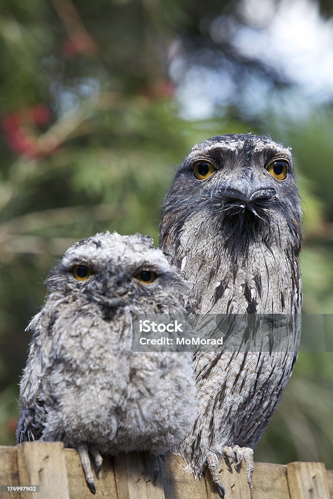 Tawny Frogmouth and chick "The Tawny Frogmouth (Podargus strigoides) is an Australian species of frogmouth, a type of bird found throughout the Australian mainland, Tasmania and southern New Guinea." Bird Stock Photo