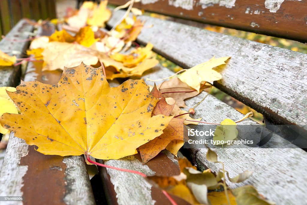 のカエデの葉のベンチ - かえでの葉のロイヤリティフリーストックフォト