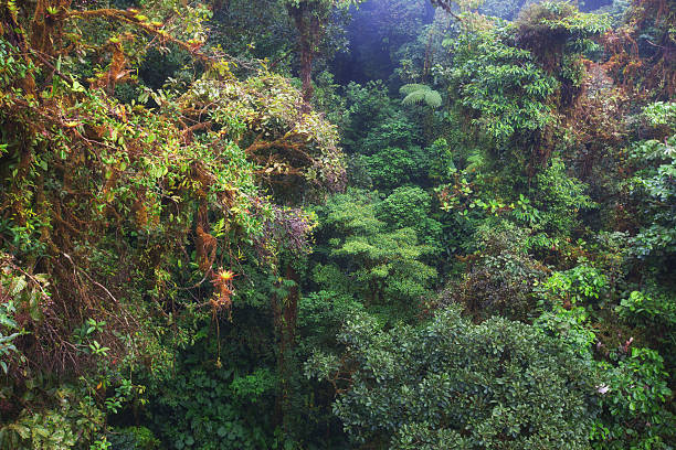 istock Rainforest in Monteverde, Costa Rica 174998102