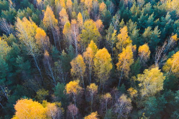 istock Nature of Estonia, autumn forest. 1749981396