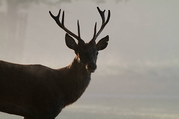 istock Red deer stag staggard silhouette before misty autumn landscape 174998241