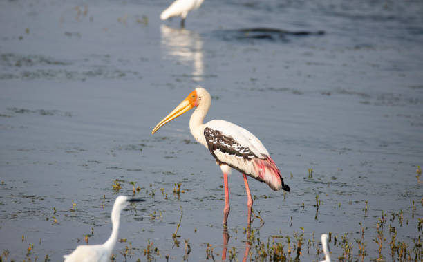 istock Adult painted stork (Mycteria leucocephala), foraging in a lake 1749985759
