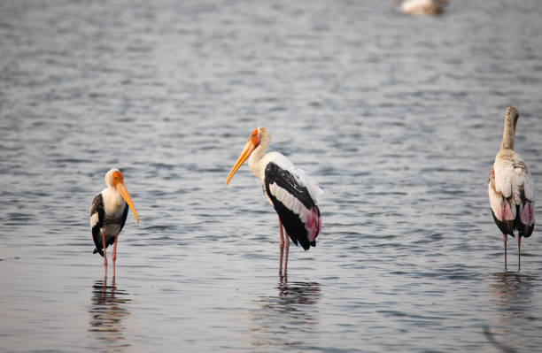 istock Adult painted storks (Mycteria leucocephala), foraging in a lake 1749986369