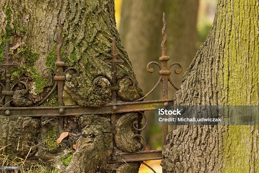 Дерево Eats Забор - Стоковые фото Без людей роялти-фри