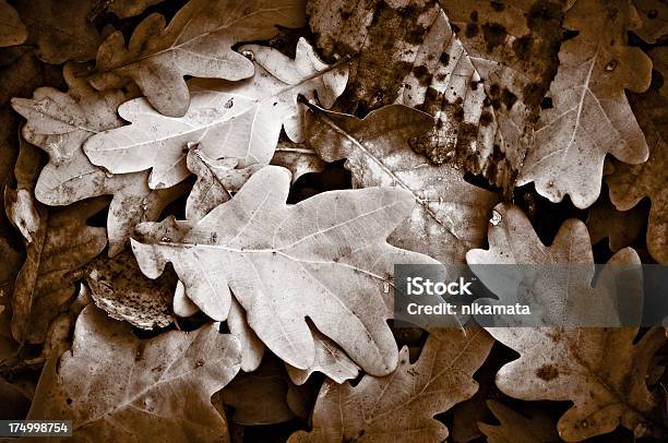 Oak Hojas De Foto de stock y más banco de imágenes de Belleza de la naturaleza - Belleza de la naturaleza, Bosque, Con textura