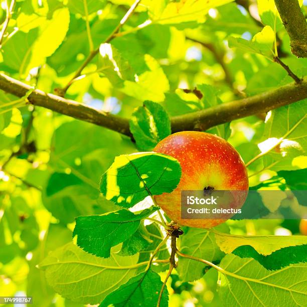 Apple Auf Baum Stockfoto und mehr Bilder von Apfel - Apfel, Apfelbaum, Ast - Pflanzenbestandteil