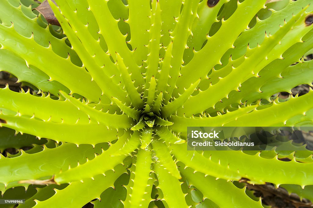 Green succulent close-up (Dyckia enchilirioides) "Green succulent close-up (Dyckia enchilirioides).Please note: I am not absolutely sure about the Plant Taxonomy - there is a small chance that this is another species other than Dyckia enchilirioides. It was found on a beach in Santa Catarina, Brazil." Beach Stock Photo