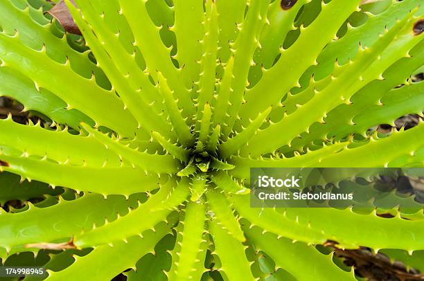 Green Succulent Closeup Stock Photo - Download Image Now - Beach, Blurred Motion, Brazil