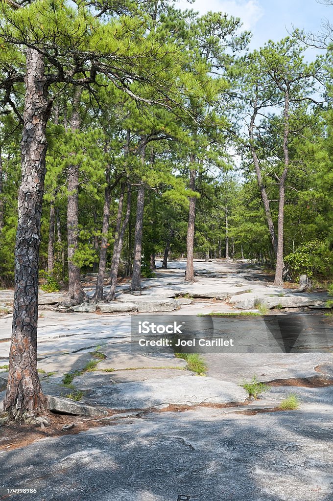 Bosque de pinos de Stone Mountain - Foto de stock de Georgia - Estado de EEUU libre de derechos