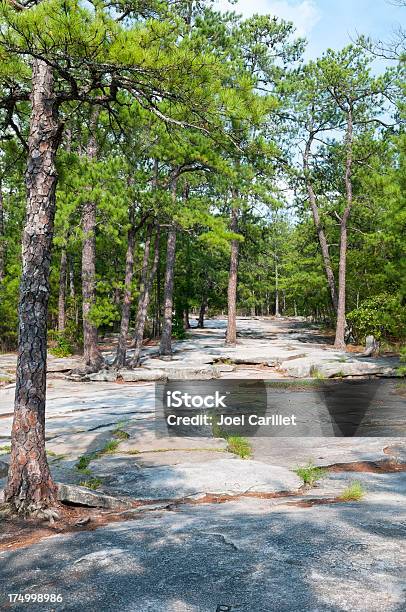 Photo libre de droit de Pine Forest Sur Stone Mountain banque d'images et plus d'images libres de droit de Géorgie - Etats-Unis - Géorgie - Etats-Unis, Stone Mountain, Arbre