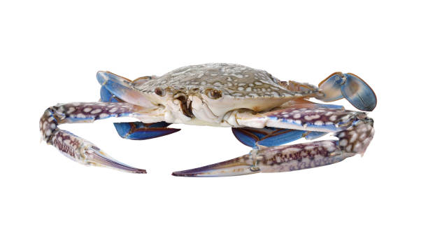 istock Blue Swimming Crabs on white background 1749991487