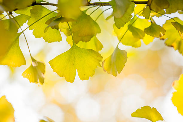 istock Autumn Ginkgo Leaves 174999178