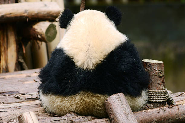 istock Back of Giant panda baby 174999477
