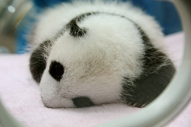 Cute one month Baby Giant panda sleeping "Cute one month Baby Giant panda sleeping Chengdu, ChinaMore Panda image:" newborn animal stock pictures, royalty-free photos & images