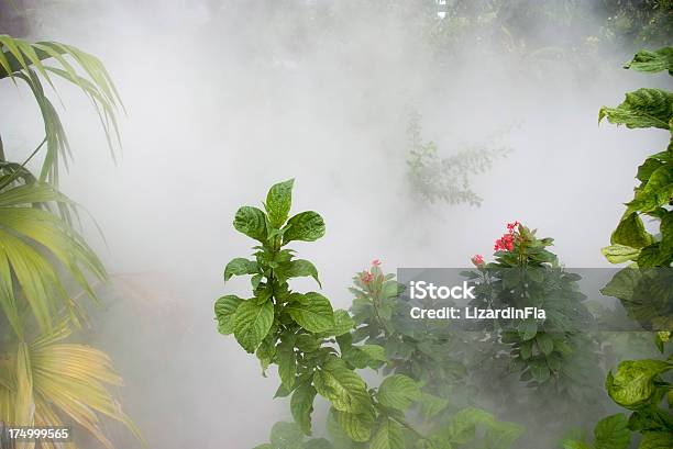 Foto de Misty Paisagem e mais fotos de stock de Floresta pluvial - Floresta pluvial, Palmeira, Cena de tranquilidade