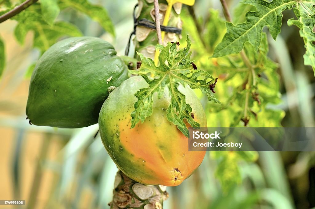 Tenerife Papaia Árvore - Royalty-free Agricultura Foto de stock