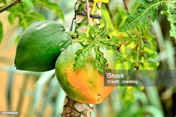 Tenerife Papaia Árvore - Fotografias de stock e mais imagens de Agricultura - Agricultura, Ao Ar Livre, Colheita
