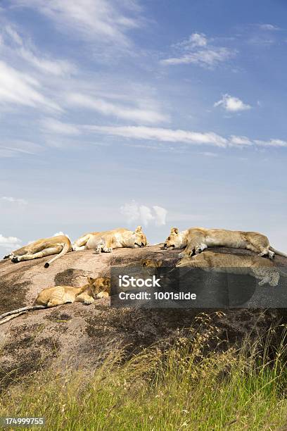 Löwin Im Wildpause Stockfoto und mehr Bilder von Blau - Blau, Dick, Fels