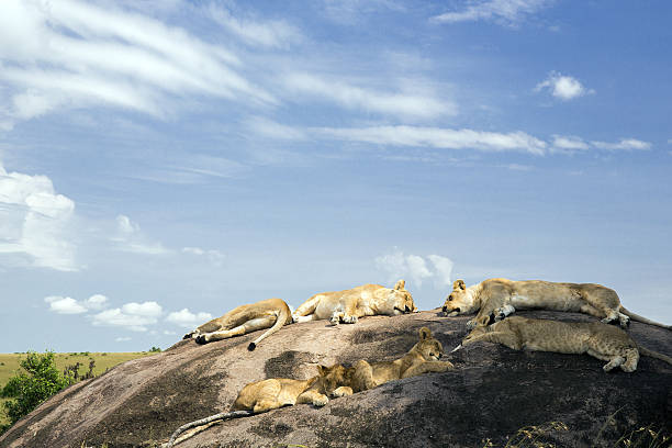 Young male lions sleeping in the dirt on a golden afternoon in Africa. Photographed in the Maasai Mara, Kenya.