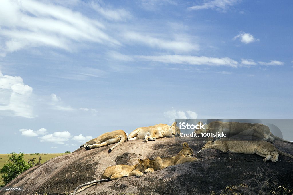 Lioness at wild - resting [url=http://www.istockphoto.com/search/lightbox/12140723/#1e97b20] "See more Wild LiON & LiONESS images"  

[url=file_closeup?id=34262242][img]/file_thumbview/34262242/1[/img][/url] [url=file_closeup?id=20218074][img]/file_thumbview/20218074/1[/img][/url] [url=file_closeup?id=23593303][img]/file_thumbview/23593303/1[/img][/url] [url=file_closeup?id=34266050][img]/file_thumbview/34266050/1[/img][/url] [url=file_closeup?id=23845402][img]/file_thumbview/23845402/1[/img][/url] [url=file_closeup?id=36223232][img]/file_thumbview/36223232/1[/img][/url] [url=file_closeup?id=36307756][img]/file_thumbview/36307756/1[/img][/url] [url=file_closeup?id=23887547][img]/file_thumbview/23887547/1[/img][/url] [url=file_closeup?id=26062776][img]/file_thumbview/26062776/1[/img][/url] [url=file_closeup?id=23302967][img]/file_thumbview/23302967/1[/img][/url] [url=file_closeup?id=23593526][img]/file_thumbview/23593526/1[/img][/url] [url=file_closeup?id=34865694][img]/file_thumbview/34865694/1[/img][/url] [url=file_closeup?id=20653845][img]/file_thumbview/20653845/1[/img][/url] [url=file_closeup?id=34359244][img]/file_thumbview/34359244/1[/img][/url] [url=file_closeup?id=33882622][img]/file_thumbview/33882622/1[/img][/url] [url=file_closeup?id=32182506][img]/file_thumbview/32182506/1[/img][/url] [url=file_closeup?id=23593606][img]/file_thumbview/23593606/1[/img][/url] [url=file_closeup?id=34315646][img]/file_thumbview/34315646/1[/img][/url] [url=file_closeup?id=31936370][img]/file_thumbview/31936370/1[/img][/url]
[url=file_closeup?id=26891836][img]/file_thumbview/26891836/1[/img][/url] [url=file_closeup?id=26945098][img]/file_thumbview/26945098/1[/img][/url] [url=file_closeup?id=26891381][img]/file_thumbview/26891381/1[/img][/url] [url=file_closeup?id=34185734][img]/file_thumbview/34185734/1[/img][/url] [url=file_closeup?id=19728142][img]/file_thumbview/19728142/1[/img][/url] Lion - Feline Stock Photo