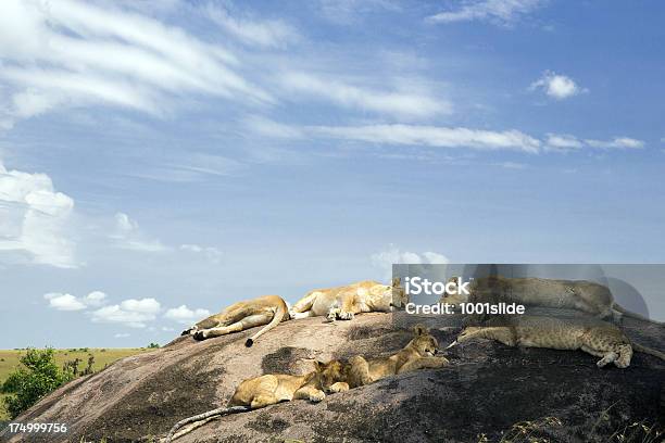 Lioness At Wild Resting Stock Photo - Download Image Now - Lion - Feline, Sleeping, Animal