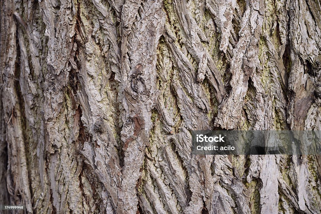 Écorce d'un arbre - Photo de Arbre libre de droits